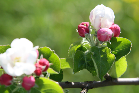 Arriva la primavera e anche gli alberi si risvegliano: nella foto, dei boccioli di melo.